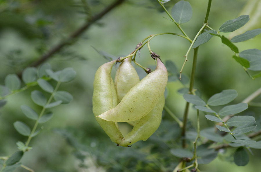 Colutea arborescens